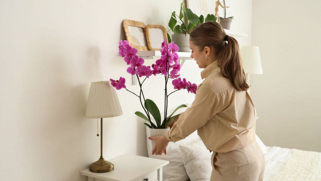 Ter plantas em casa pode melhorar a sua saúde, diz estudo