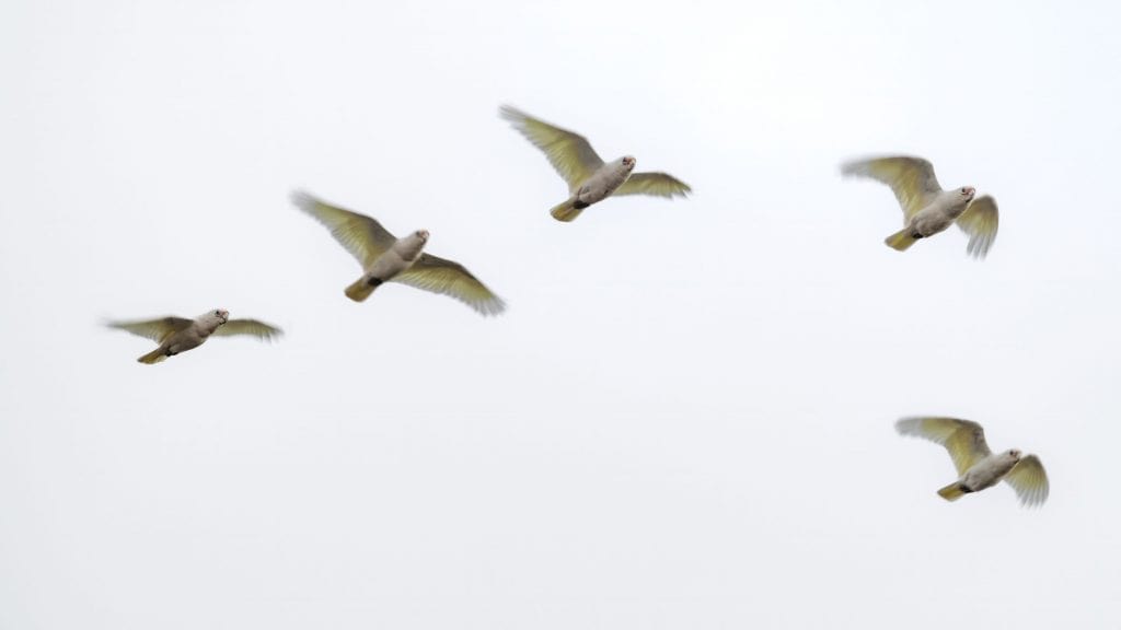 Por que as aves e crocodilos sobreviveram ao asteroide, mas não os dinossauros?