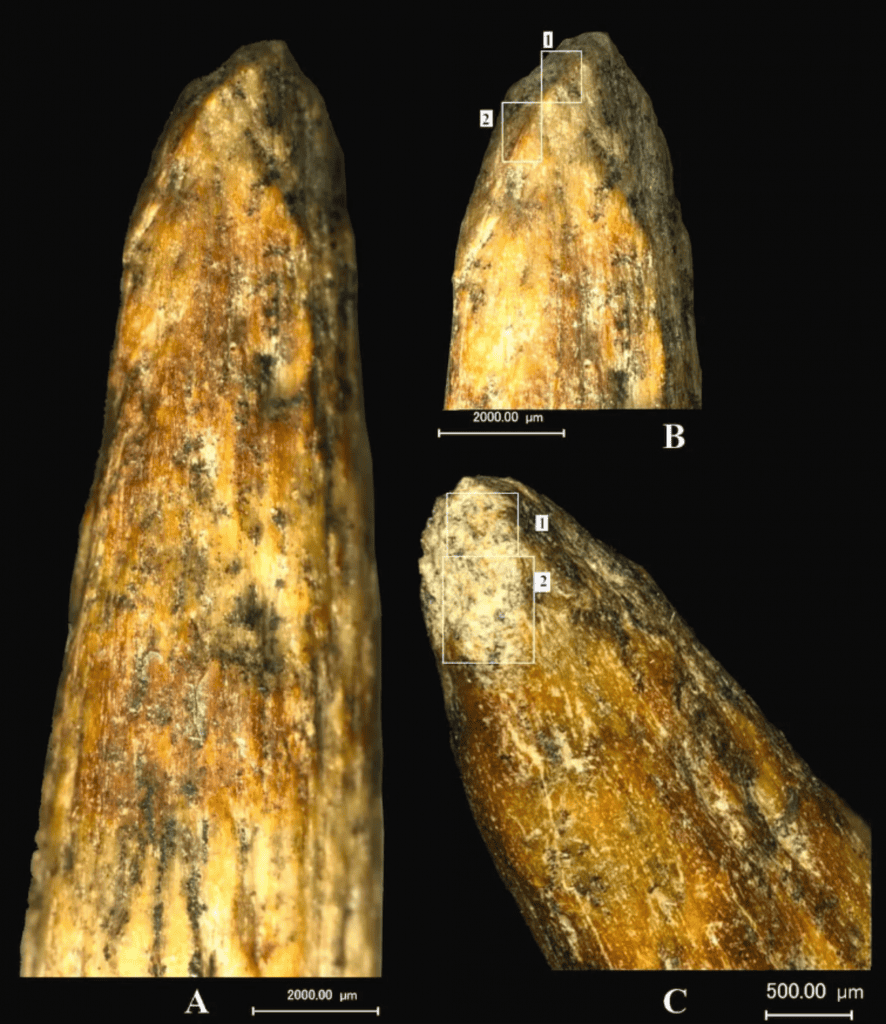 Descoberta mostra que os Neandertais tinham ‘tecnologias’ avançadas para a época