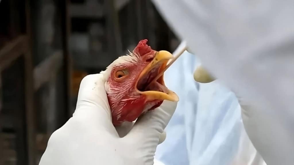 Gripe aviária no Brasil: ovos contaminados serão destruídos