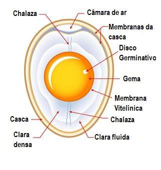 Qual a forma mais fácil de descascar um ovo? A ciência responde