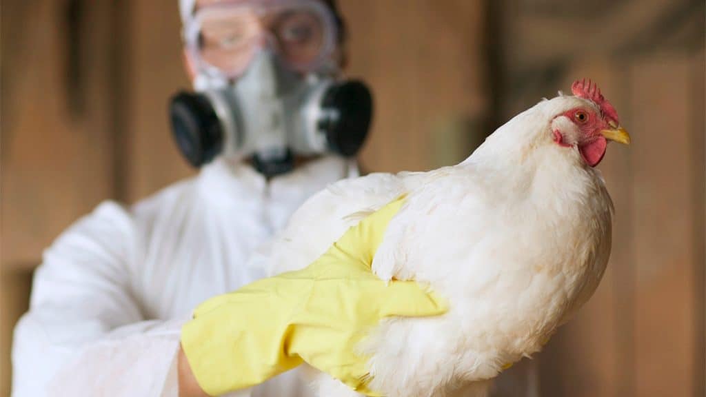 O que está acontecendo com a gripe aviária no Brasil? Entenda tudo sobre o surto da doença