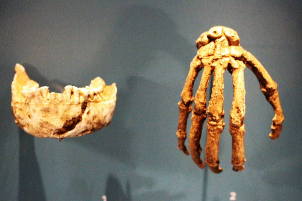 Misterioso, Homo naledi seria ótimo escalador, diz pesquisa