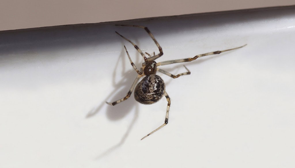Primeira aranha geneticamente modificada do mundo produz seda fluorescente