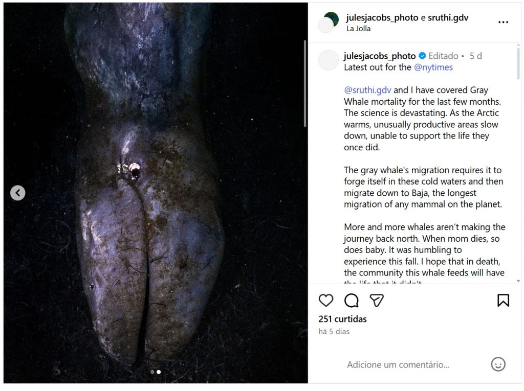 Baleia morta surge em mergulho raro — e desaparece misteriosamente