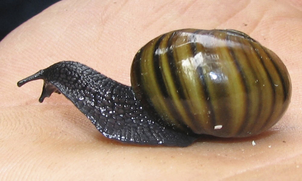 Vídeo mostra caracol botando ovo pelo pescoço – assista