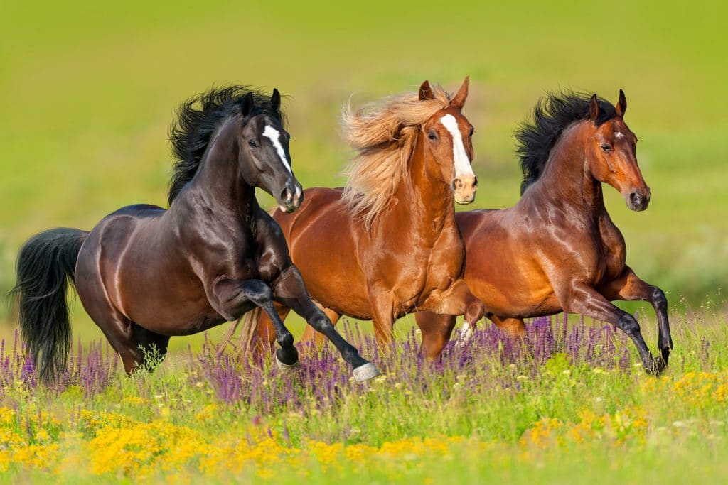 Segredo para curar doenças genéticas pode estar nos… cavalos!