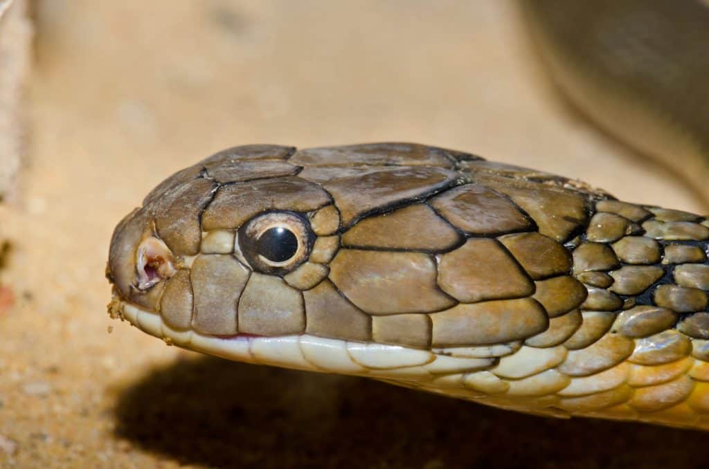 Homem que se injetou veneno de cobra pode ajudar a criar antídoto universal