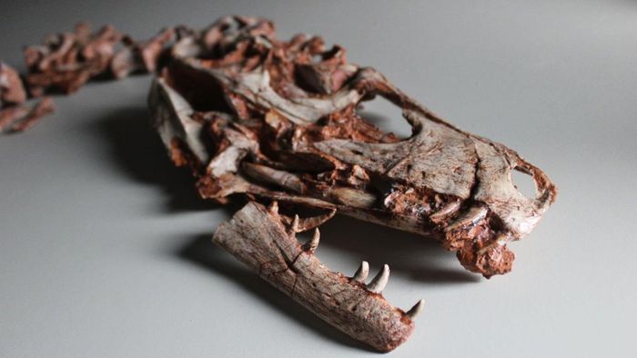 Cicatrizes de dinossauros de Brasil e Argentina revelam comportamento agressivo