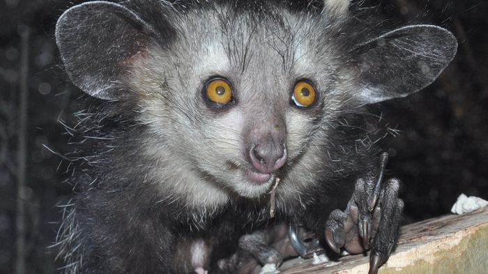 Os 10 animais mais estranhos do mundo — alguns parecem de outro planeta