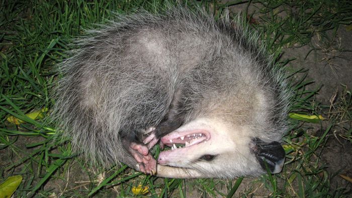 O que é tanatose? Entenda por que alguns animais se fingem de mortos na natureza