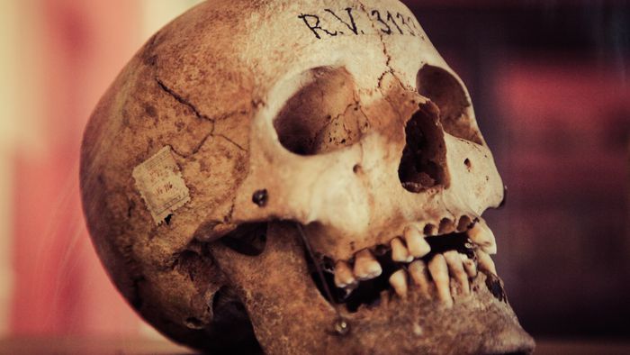 Como os arqueólogos descobrem o sexo de um esqueleto e quão preciso é?