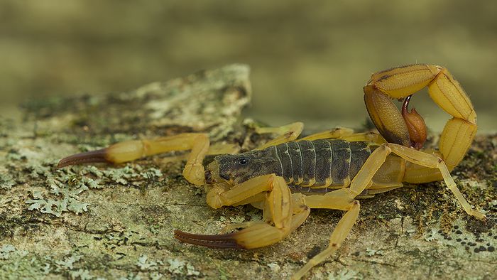 Mudança climática leva a “epidemia silenciosa” de picadas de escorpião no Brasil