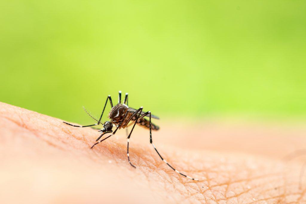 Solução promissora poderia conter avanço do Aedes aegypti