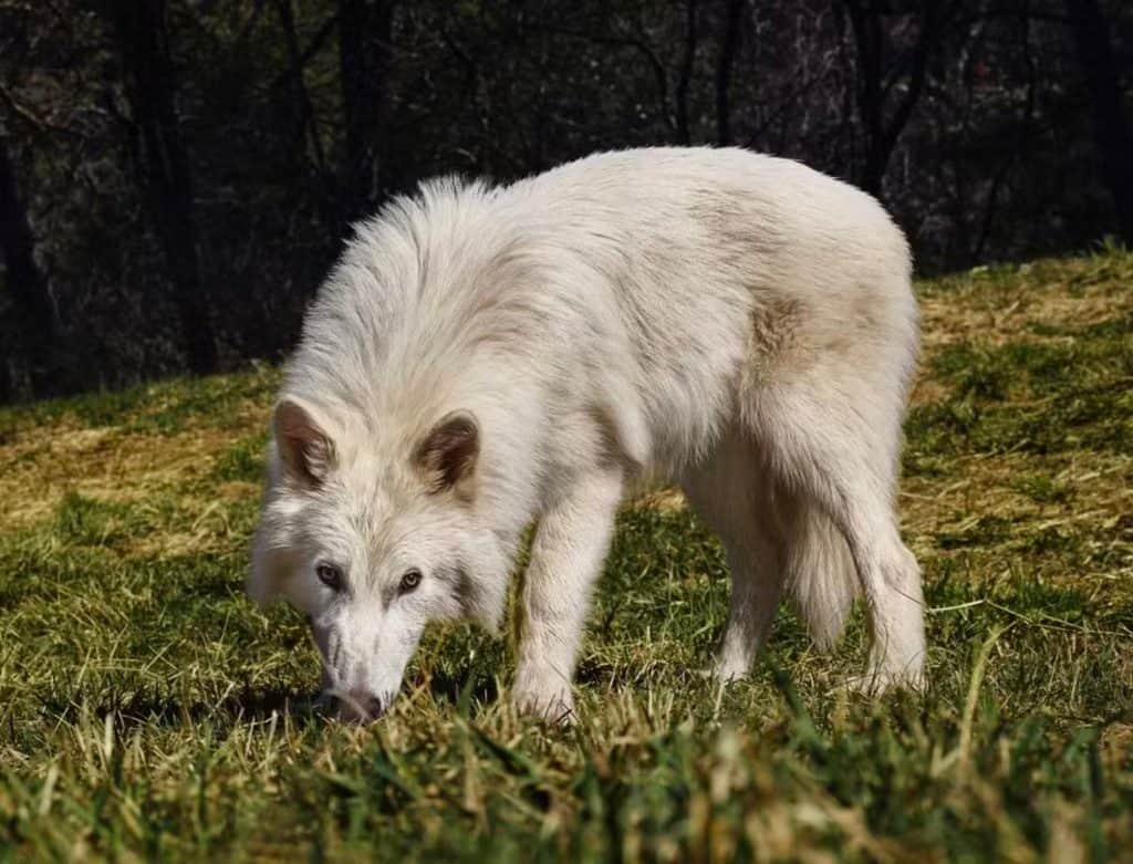 Como era o “Lobo Terrível”, espécie extinta que foi revivida por cientistas?