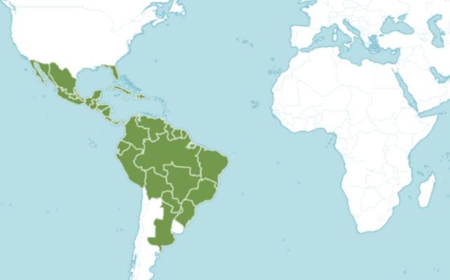 Nova fonte de canabidiol é descoberta em planta presente no Brasil