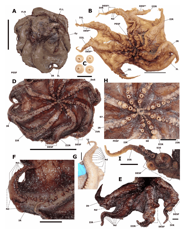 Nova espécie de polvo das profundezas é encontrada na Austrália