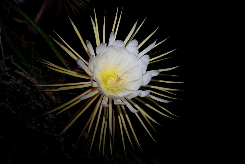 Conheça a Flor-da-Lua, que floresce na Amazônia apenas uma noite no ano