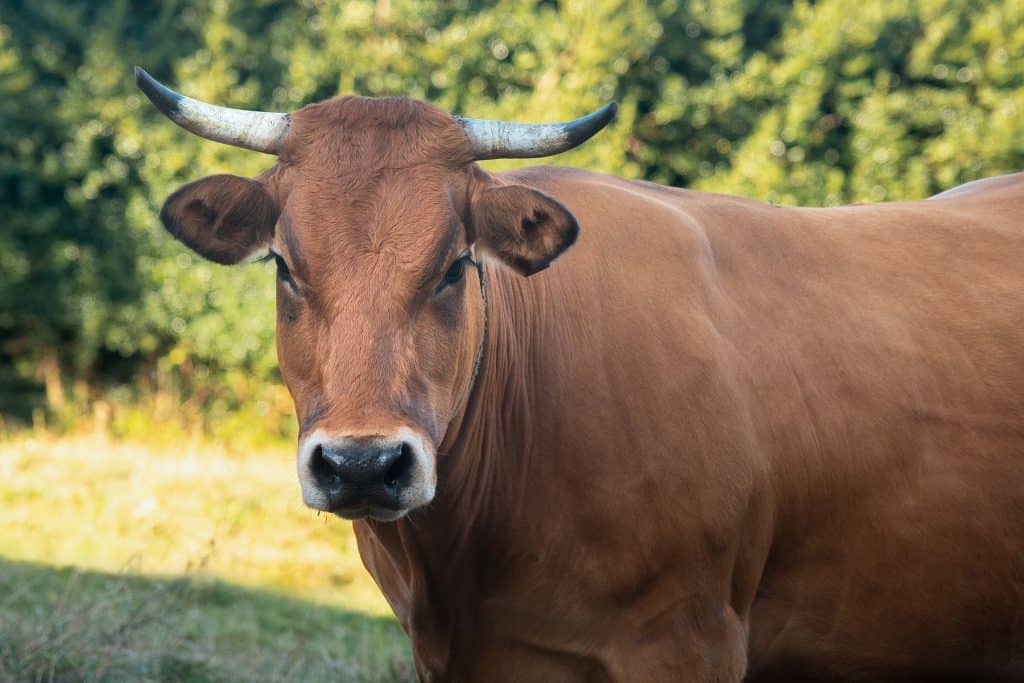 Vacas selvagens da Ilha Amsterdã: da adaptação ao extermínio