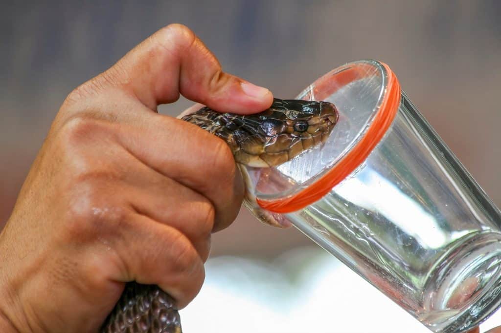 Cascavel: estudo sugere que a cobra ‘enganou’ a Ciência e guardou segredo no veneno